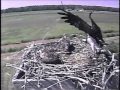 Mother Osprey Makes Food Drop on 2011 Blackwater Osprey Cam