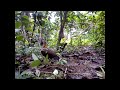 image Ayam Hutan Pikat Betina 47