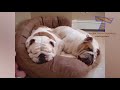CATS that will make you LAUGH REALLY HARD - FUNNY CAT compilation