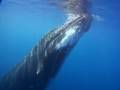 humpback whales filmed up close and underwater in Bermuda