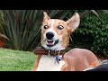 I dare you not to laugh at the FUNNIEST Animal Videos of 2024