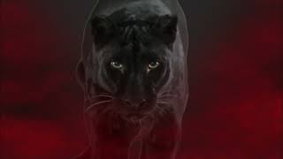 A New Panther on the Prowl!