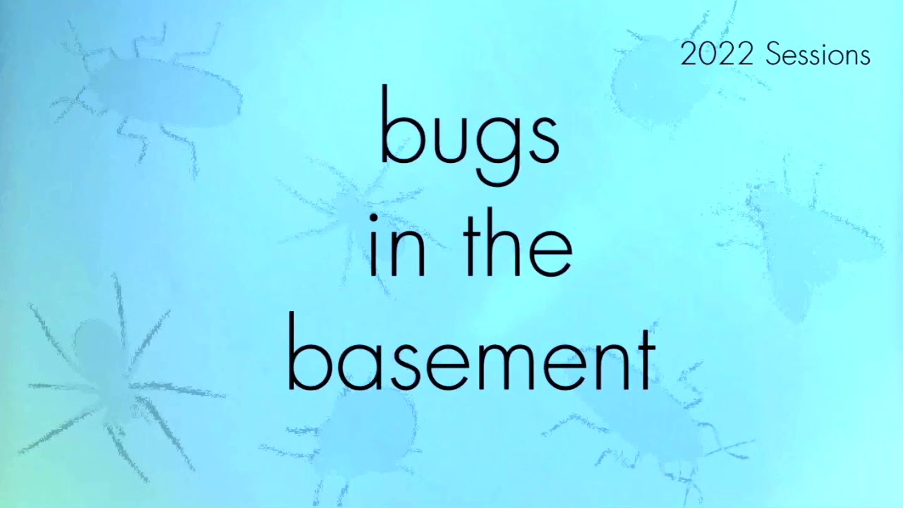 Bugs In The Basement- Euthyrrhapha Pacifica aka The Pacific Cockroach