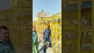 Видео Визит в Пакистан, Сиалкот, к самым знаменитым заводчикам пакистанских голубей от Aleksey Gulyaev, Сиалкот, Пакистан
