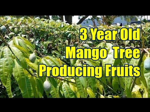 3 year old mango tree producingn fruits