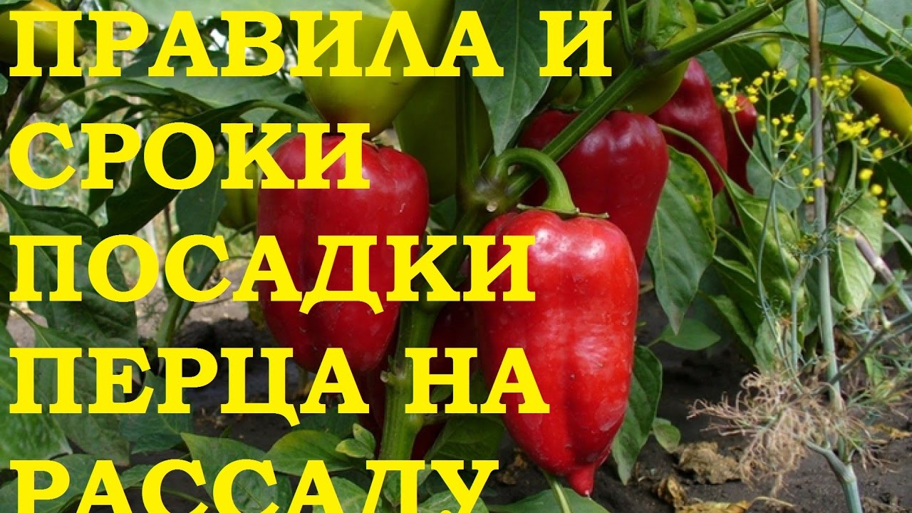 Выращивание перца: рассада
