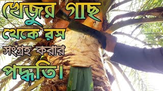 খজর গছ থক রস সগরহ করর পদধত ক ভব খজর গছ কট রস বর কর হয Khajurer Rosh.
