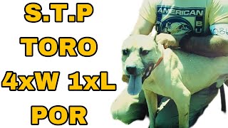 Stps Toro 4Xw 1Xl Por - Pitbulls Fight Story