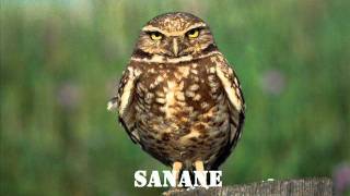 Sanane Yarraaaam 2