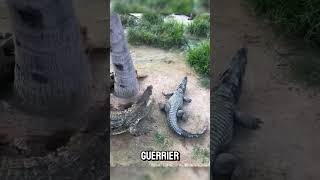 Quand Un Crocodile Perd Sa Queue, Voici Ce Qui Arrive