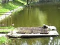 Video Утки на озере вальсируют