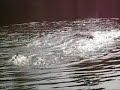 Утки на озере вальсируют