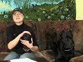 Как правильно выбрать и обучать 