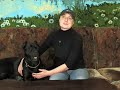 щенка Кане Корсо 