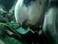image Kambing Pakan Gedebog I Kambing Makan Daun Kering I Kambing Anik Pola Hcs