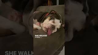 This Woman Tracks How Many Steps Her Dog Takes In A Day. The Total? 33 Steps
