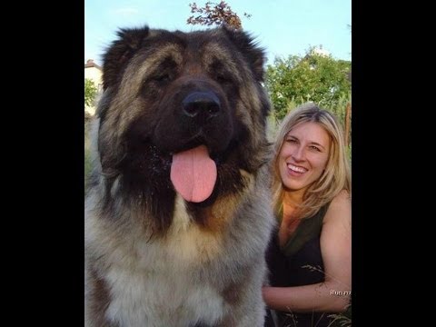 Top 10 Guard Dogs In The World !!! - YouTube