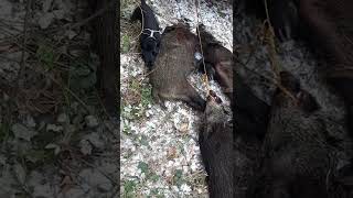 Nemački Lovni Terijer I Divlje Svinje - Jagdterrier & Wild Boars