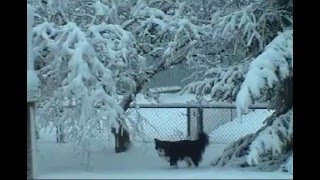 Watch Trisha Yearwood Let It Snow Let It Snow Let It Snow video