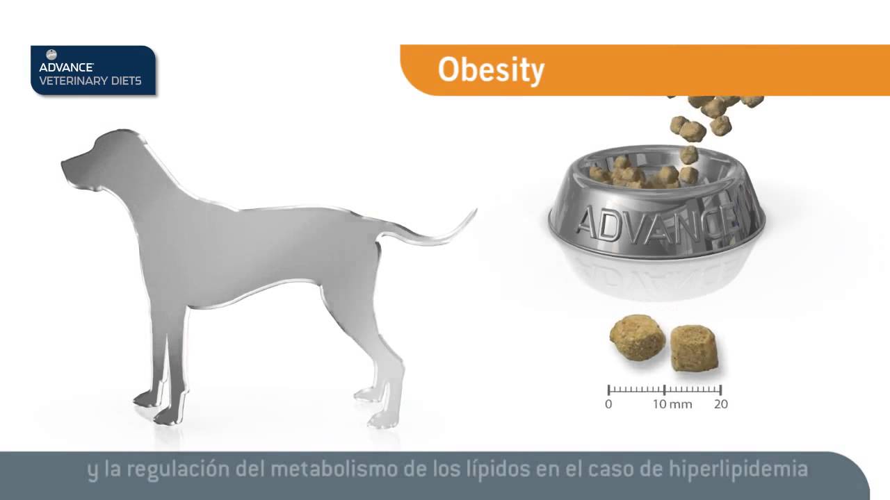 Диета Для Собак При Ожирении Сухой Корм