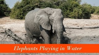 Cute Elephants Bathing & Playing in Water (In The Wild)