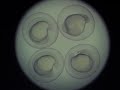 Zebrafish embryo development - 24 hours in 46 seconds