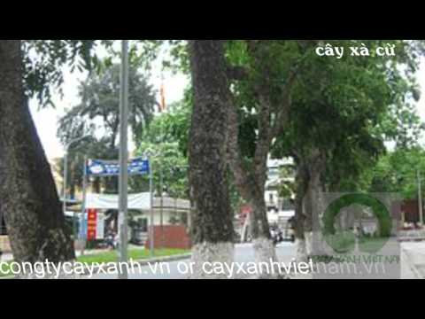 Cây xà cừ - Trồng và mua bán cây xà cừ - congtycayxanh.vn