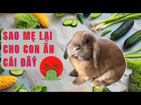 Thỏ Ăn Gì và Tránh Ăn Gì? - What should you feed your bunny?