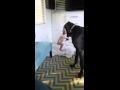 This Baby Shows His Big Great Dane Dog Exactly Who's The Boss...
