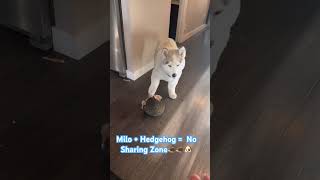 Milos Favourite Toy. And No One Elses