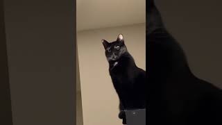 One Cat Story & Carmina Burana - O Fortuna