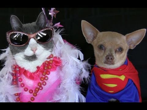 CAT & CHIHUAHUA IN COSTUMES - KITTY GAGA and SUPER DOG