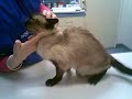Angry siamese cat at the vet - not happy