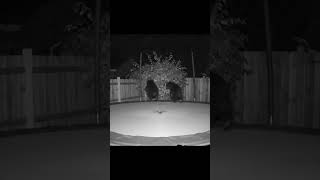 Two Baby Bears Jumping On Trampoline At Night