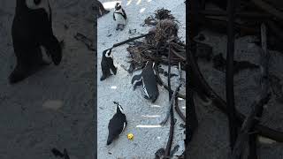 Penguin Mating