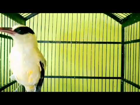 SUARA MERDU BURUNG KEPODANG EMAS GACOR