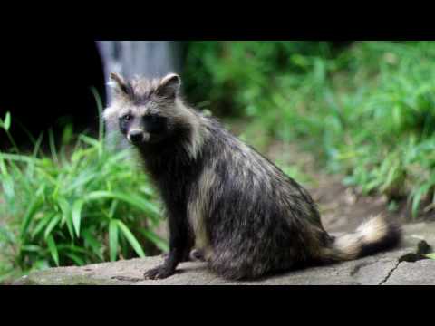 夏毛で細めのホンドタヌキ（Summer pelage Japanese Raccoon Dog）