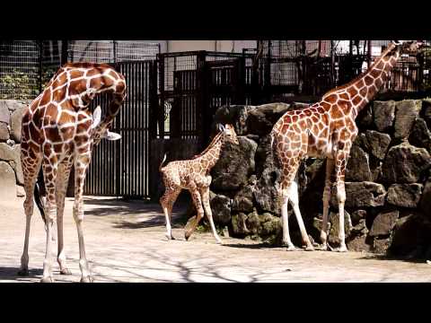 金沢動物園　アミメキリン赤ちゃん