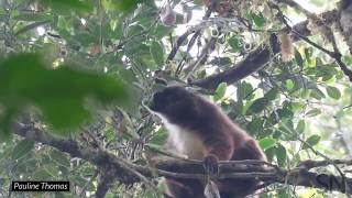 Watch a color-blind lemur sniff out ripe fruit to eat | Science News