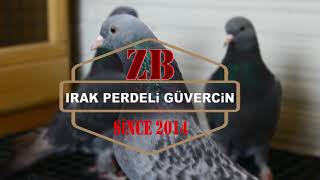 Irak Perdeli Oyun Kuşunun Özellikleri Satilik Fiyatlari Full Perdeli Irak Oyun Güvercini