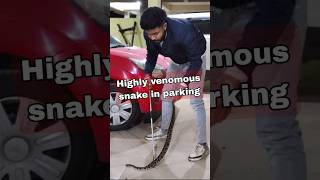 Big Highly Venomous Snake Under Car