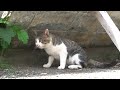 田代島の猫・ねこ太郎 震災後 大泊にて／catisland Tashirojima Janpan