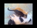 Dog (Lucy) breastfeeding orphan kitten