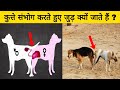 Why do dogs become attached during mating? Why do dogs cling? why dog ​​stuck?