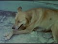 Dog In The Piano by Indian Rope Man (High res\Official Video)
