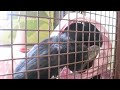 epic chimpanzee play session