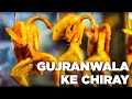 Gujranwala Street Food | Gujranwala Kay Chiray