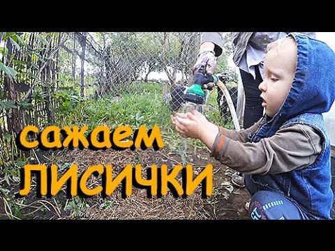 Лисички на даче Лисички на даче