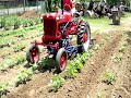 1949 Farmall Cub Cultivating Garden - READ DESCRIPTION