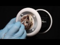 Asmr 3dio Ear Peeling Picking Brushing Cleaning Latex Gloves Coco Asmr 3dio Ear Peeling Picking Brushing Cleaning Latex Gloves Coco